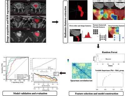 Combined deep-learning MRI-based radiomic models for preoperative risk classification of endometrial endometrioid adenocarcinoma